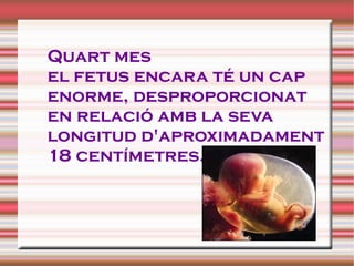 Quart mes el fetus encara té un cap enorme, desproporcionat  en relació amb la seva  longitud d'aproximadament 18 centímet...