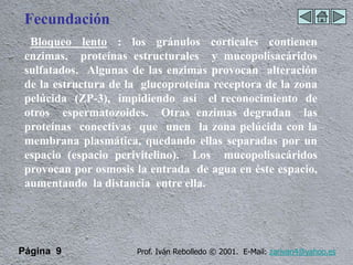Fecundación
  Bloqueo lento : los gránulos corticales contienen
 enzimas, proteínas estructurales y mucopolisacáridos
 sulfatados. Algunas de las enzimas provocan alteración
 de la estructura de la glucoproteína receptora de la zona
 pelúcida (ZP-3), impidiendo así el reconocimiento de
 otros espermatozoides. Otras enzimas degradan las
 proteínas conectivas que unen la zona pelúcida con la
 membrana plasmática, quedando ellas separadas por un
 espacio (espacio perivitelino). Los mucopolisacáridos
 provocan por osmosis la entrada de agua en éste espacio,
 aumentando la distancia entre ella.




Página 9              Prof. Iván Rebolledo © 2001. E-Mail: zarivan4@yahoo.es
 