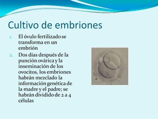 Cultivo de embriones
1. El óvulo fertilizadose
transforma en un
embrión
2. Dos días después de la
punción ováricay la
inseminación de los
ovocitos, los embriones
habrán mezclado la
informacióngenéticade
la madre y el padre; se
habrán divididode 2 a 4
células
 