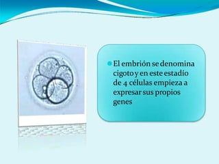 ⚫El embrión sedenomina
cigotoy en esteestadío
de 4 células empieza a
expresarsus propios
genes
 