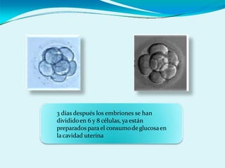 3 días después los embriones se han
divididoen 6 y 8 células, ya están
preparados para el consumodeglucosaen
lacavidad uterina
 