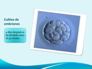 Cultivo de
embriones
4 días después se
ha dividido entre
16-32 células
 