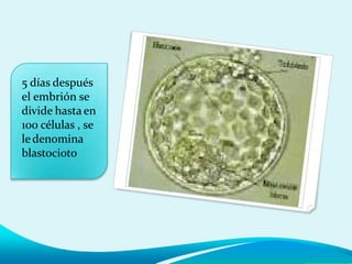 5 días después
el embrión se
divide hasta en
100 células , se
ledenomina
blastocioto
 