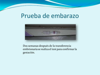 Prueba de embarazo
Dos semanas después de la transferencia
embrionariase realizael test para confirmarla
gestación.
 