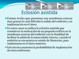 Eclosión asistida
⚫Existen óvulos que presentan una membrana externa
muy gruesa lo cual dificulta la salida del embrión y su
implantaciónen el útero
⚫En estos casos se utiliza la eclosión asistida que
consisteen la realización de un pequeñoorificio en la
membrana externa del embrión con la finalidad de
facilitar la salidade la masacelular interna, cuandoel
embrión se encuentra en estado de blastocito, para
implantarseen el útero materno.
⚫Esta técnicaaumenta la probabilidad de implantación
deestosembriones
 