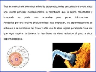 Tras este recorrido, sólo unos miles de espermatozoides encuentran el óvulo, cada uno intenta penetrar incesantemente la membrana que lo cubre, rodeándolo y buscando su parte mas accesible para poder introducirse.  Ayudados por una enzima (Hialuronidaza) que segregan, los espermatozoides se adhieren a la membrana del óvulo y sólo uno de ellos logrará penetrarla. Una vez que logra superar la barrera, la membrana se cierra evitando el paso a otros espermatozoides.  