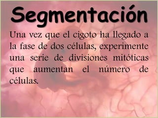Segmentación
Una vez que el cigoto ha llegado a
la fase de dos células, experimente
una serie de divisiones mitóticas
que aumentan el número de
células.

 