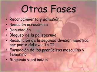 Otras Fases
Reconocimiento y adhesión
Reacción acrosómica
Denudación
Bloqueo de la polispermia
Reasunción de la segunda división meiótica
por parte del ovocito II
• Formación de los pronúcleos masculino y
femenino
• Singamia y anfimixis
•
•
•
•
•

 