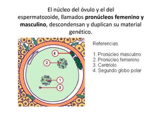 El núcleo del óvulo y el del
espermatozoide, llamados pronúcleos femenino y
masculino, descondensan y duplican su material
genético.
 