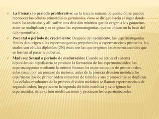  La Prenatal o período proliferativo: en la tercera semana de gestación se pueden
reconocer las células primordiales germinales, éstas se dirigen hacia el lugar donde
están los testículos y allí sufren una división mitótica que da origen a los gonocitos,
estos se multiplican y se originan las espermatogonias, que se ubican en la base del
tubo seminífero.
 Posnatal o período de crecimiento: Después del nacimiento, las espermatogonias
fetales dan origen a las espermatogonias prepuberales o espermatocitos primarios, los
cuales son células diploides (2N) éstas son las que originan los espermatozoides que
se forman al pasar la pubertad.
 Madurez Sexual o período de maduración: Cuando se activa el sistema
hipotalámico-hipofisiario se produce la formación de los espermatozoides; las
espermatogonias mediante la mitosis forman los espermatocitos de primer orden,
éstos pasan por un proceso de meiosis, antes de la primera división meiótica los
espermatocitos de primer orden aumentan de tamaño y sus cromosomas se duplican.
Las células resultantes de la primera división meiótica se llaman espermatocitos de
segundo orden, luego ocurre la segunda división meiótica y se originan las
espermatidas, éstas sufren modificaciones y producen los espermatozoides.
 