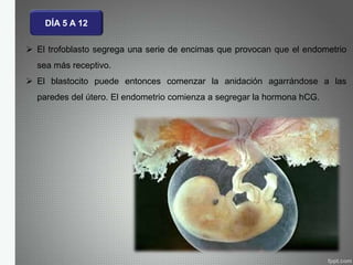 DÍA 5 A 12
 El trofoblasto segrega una serie de encimas que provocan que el endometrio
sea más receptivo.
 El blastocito puede entonces comenzar la anidación agarrándose a las
paredes del útero. El endometrio comienza a segregar la hormona hCG.
 
