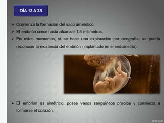 DÍA 12 A 23
 Comienza la formación del saco amniótico.
 El embrión crece hasta alcanzar 1,5 milímetros.
 En estos momentos, si se hace una exploración por ecografía, se podría
reconocer la existencia del embrión (implantado en el endometrio).
 El embrión es simétrico, posee vasos sanguíneos propios y comienza a
formarse el corazón.
 