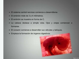  El sistema central nervioso comienza a desarrollarse.
 El embrión mide de 3 a 4 milímetros.
 El embrión se muestra en forma de C.
 La cabeza destaca a simple vista. Ojos y orejas comienzan a
formarse.
 El corazón comienza a desarrollar sus válvulas y tabiques.
 Empieza la formación de órganos digestivos.
 