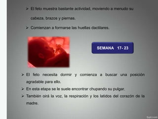  El feto muestra bastante actividad, moviendo a menudo su
cabeza, brazos y piernas.
 Comienzan a formarse las huellas dactilares.
SEMANA 17- 23
 El feto necesita dormir y comienza a buscar una posición
agradable para ello.
 En esta etapa se le suele encontrar chupando su pulgar.
 También oirá la voz, la respiración y los latidos del corazón de la
madre.
 