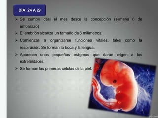 DÍA 24 A 29
 Se cumple casi el mes desde la concepción (semana 6 de
embarazo).
 El embrión alcanza un tamaño de 6 milímetros.
 Comienzan a organizarse funciones vitales, tales como la
respiración. Se forman la boca y la lengua.
 Aparecen unos pequeños estigmas que darán origen a las
extremidades.
 Se forman las primeras células de la piel.
 