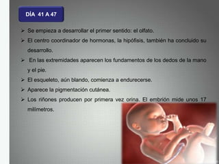 DÍA 41 A 47
 Se empieza a desarrollar el primer sentido: el olfato.
 El centro coordinador de hormonas, la hipófisis, también ha concluido su
desarrollo.
 En las extremidades aparecen los fundamentos de los dedos de la mano
y el pie.
 El esqueleto, aún blando, comienza a endurecerse.
 Aparece la pigmentación cutánea.
 Los riñones producen por primera vez orina. El embrión mide unos 17
milímetros.
 