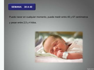 SEMANA 38 A 40
Puede nacer en cualquier momento, puede medir entre 45 y 67 centímetros
y pesar entre 2,5 y 4 kilos.
 