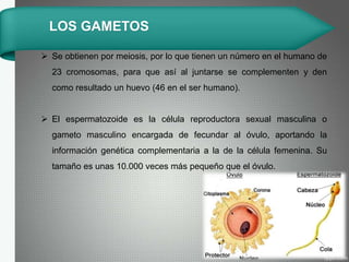  Se obtienen por meiosis, por lo que tienen un número en el humano de
23 cromosomas, para que así al juntarse se complementen y den
como resultado un huevo (46 en el ser humano).
 El espermatozoide es la célula reproductora sexual masculina o
gameto masculino encargada de fecundar al óvulo, aportando la
información genética complementaria a la de la célula femenina. Su
tamaño es unas 10.000 veces más pequeño que el óvulo.
LOS GAMETOS
 