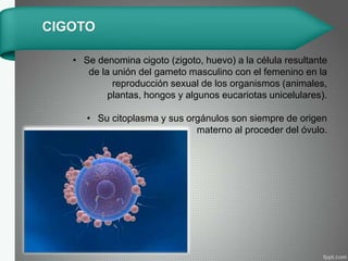 • Se denomina cigoto (zigoto, huevo) a la célula resultante
de la unión del gameto masculino con el femenino en la
reproducción sexual de los organismos (animales,
plantas, hongos y algunos eucariotas unicelulares).
• Su citoplasma y sus orgánulos son siempre de origen
materno al proceder del óvulo.
CIGOTO
 