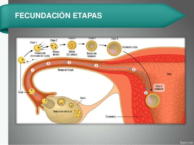 Fecundación