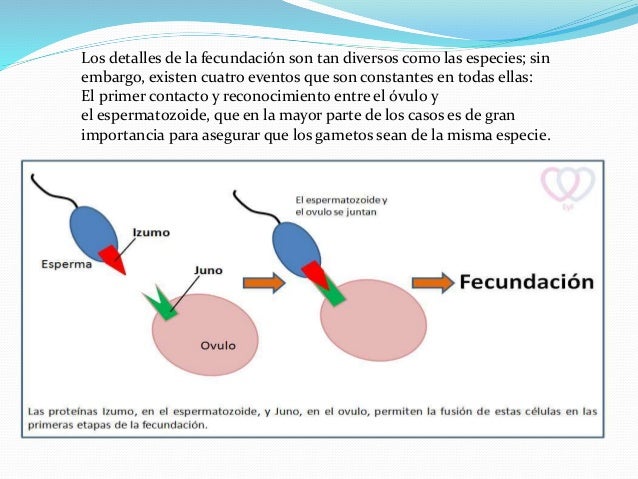 Fecundación