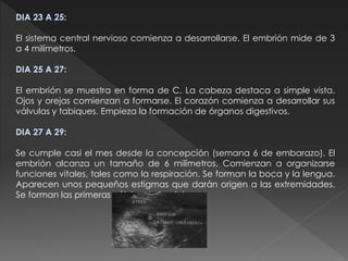 DIA 23 A 25:
El sistema central nervioso comienza a desarrollarse. El embrión mide de 3
a 4 milímetros.
DIA 25 A 27:
El embrión se muestra en forma de C. La cabeza destaca a simple vista.
Ojos y orejas comienzan a formarse. El corazón comienza a desarrollar sus
válvulas y tabiques. Empieza la formación de órganos digestivos.
DIA 27 A 29:
Se cumple casi el mes desde la concepción (semana 6 de embarazo). El
embrión alcanza un tamaño de 6 milímetros. Comienzan a organizarse
funciones vitales, tales como la respiración. Se forman la boca y la lengua.
Aparecen unos pequeños estigmas que darán origen a las extremidades.
Se forman las primeras células de la piel.
 