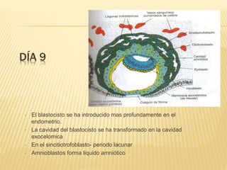 DÍA 9
 El blastocisto se ha introducido mas profundamente en el
endometrio.
 La cavidad del blastocisto se ha transformado en la cavidad
exocelomica
 En el sincitiotrofoblasto- periodo lacunar
 Amnioblastos forma liquido amniótico
 