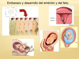 Embarazo y desarrollo del embrión y del feto.
 
