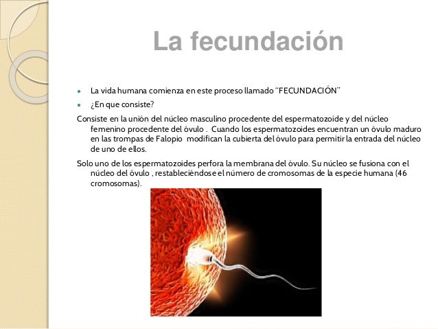 Fecundación y Desarrollo