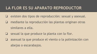 LA FLOR ES SU APARATO REPRODUCTOR
❏ existen dos tipos de reproducción: sexual y asexual.
❏ mediante la reproducción las plantas originan otras
similares a ella.
❏ sexual la que produce la planta con la flor.
❏ asexual la que produce el viento o la polinización con
abejas o escarabajos.
 