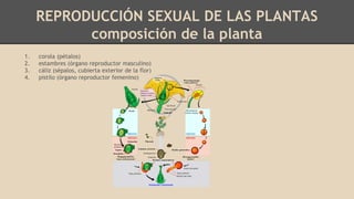 REPRODUCCIÓN SEXUAL DE LAS PLANTAS
composición de la planta
1. corola (pétalos)
2. estambres (órgano reproductor masculino)
3. cáliz (sépalos, cubierta exterior de la flor)
4. pistilo (órgano reproductor femenino)
 