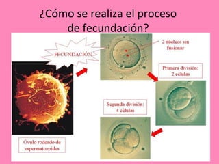 ¿Cómo se realiza el proceso
    de fecundación?
 