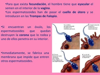 •Para que exista fecundación, el hombre tiene que eyacular el
   semen en el interior de la vagina.
   •Los espermatozoides han de pasar el cuello de útero y se
   introducen en las Trompas de Falopio.


•Si encuentran un óvulo, los
espermatozoides      que     quedan
destruyen la corona que lo rodea y
uno de ellos penetra en su interior.



•Inmediatamente, se fabrica una
membrana que impide que entren
otros espermatozoides.
 