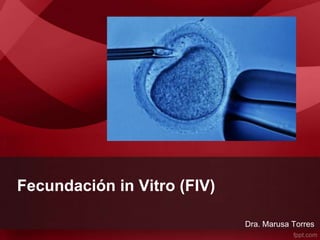 Fecundación in Vitro (FIV)
Dra. Marusa Torres
 