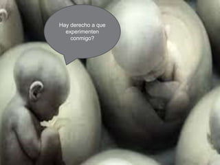 Hay derecho a que 
experimenten 
conmigo? 
 
