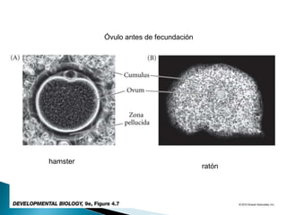 Óvulo antes de fecundación
hamster
ratón
 