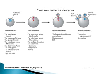 Etapa en el cual entra el esperma
 