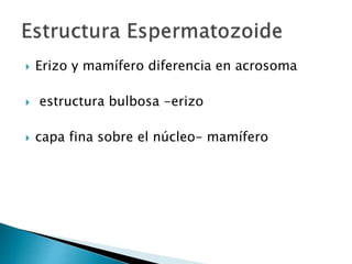  Erizo y mamífero diferencia en acrosoma
 estructura bulbosa -erizo
 capa fina sobre el núcleo- mamífero
 