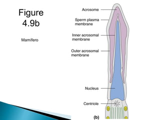 Figure
4.9b
Mamífero
 