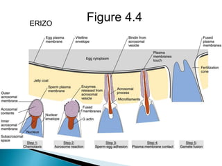 Figure 4.4ERIZO
 
