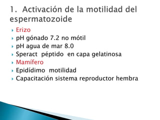  Erizo
 pH gónado 7.2 no mótil
 pH agua de mar 8.0
 Speract péptido en capa gelatinosa
 Mamífero
 Epidídimo motilidad
 Capacitación sistema reproductor hembra
 