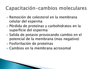  Remoción de colesterol en la membrana
celular del esperma
 Pérdida de proteínas y carbohidratos en la
superficie del esperma
 Salida de potasio provocando cambio en el
potencial de la membrana (mas negativo)
 Fosforilación de proteínas
 Cambios en la membrana acrosomal
 