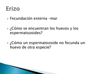  Fecundación externa –mar
 ¿Cómo se encuentran los huevos y los
espermatozoides?
 ¿Cómo un espermatozoide no fecunda un
huevo de otra especie?
 