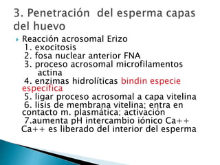  Reacción acrosomal Erizo
1. exocitosis
2. fosa nuclear anterior FNA
3. proceso acrosomal microfilamentos
actina
4. enzimas hidrolíticas bindin especie
específica
5. ligar proceso acrosomal a capa vitelina
6. lisis de membrana vitelina; entra en
contacto m. plasmática; activación
7.aumenta pH intercambio iónico Ca++
Ca++ es liberado del interior del esperma
 