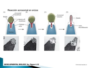 Reacción acrosomal en erizos
 