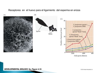 Receptores en el huevo para el ligamiento del esperma en erizos
 