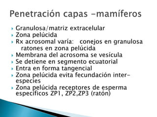  Granulosa/matriz extracelular
 Zona pelúcida
 Rx acrosomal varía: conejos en granulosa
ratones en zona pelúcida
 Membrana del acrosoma se vesícula
 Se detiene en segmento ecuatorial
 Entra en forma tangencial
 Zona pelúcida evita fecundación inter-
especies
 Zona pelúcida receptores de esperma
específicos ZP1, ZP2,ZP3 (ratón)
 