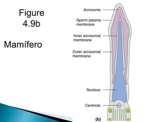 Figure
4.9b
Mamífero
 