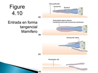 Figure
4.10
Entrada en forma
tangencial
Mamífero
 