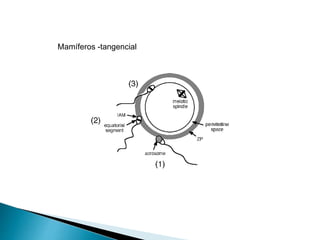 Mamíferos -tangencial
 